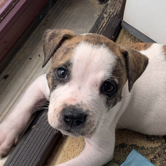 Meet your Posher, Chris - Picture 1 of 1